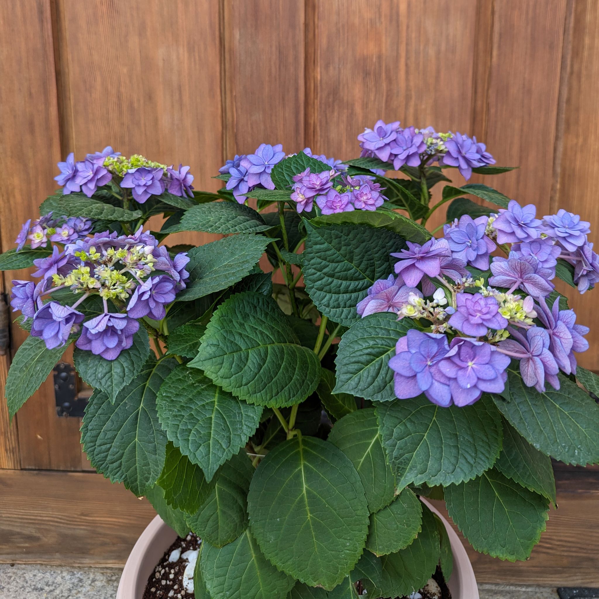 PXL 20240419 033837484