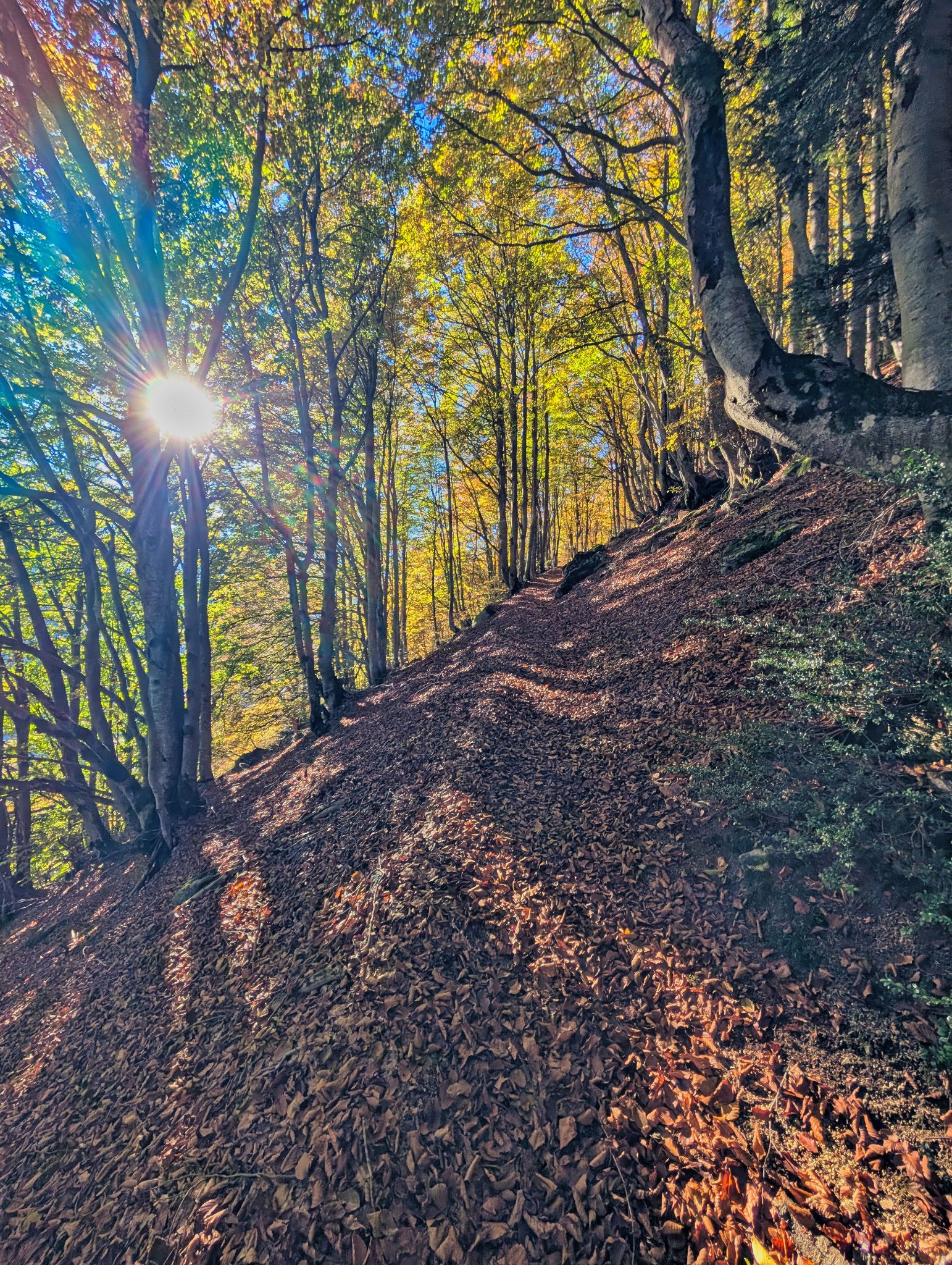 PXL 20251027 083738518