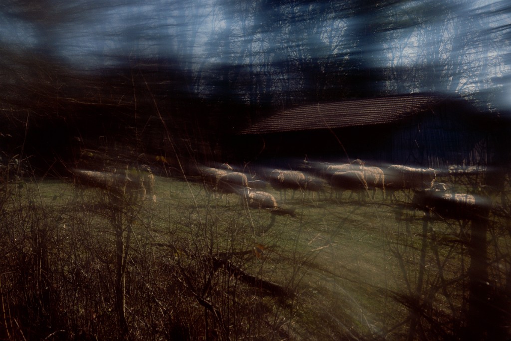 Parc baleau moutons 2