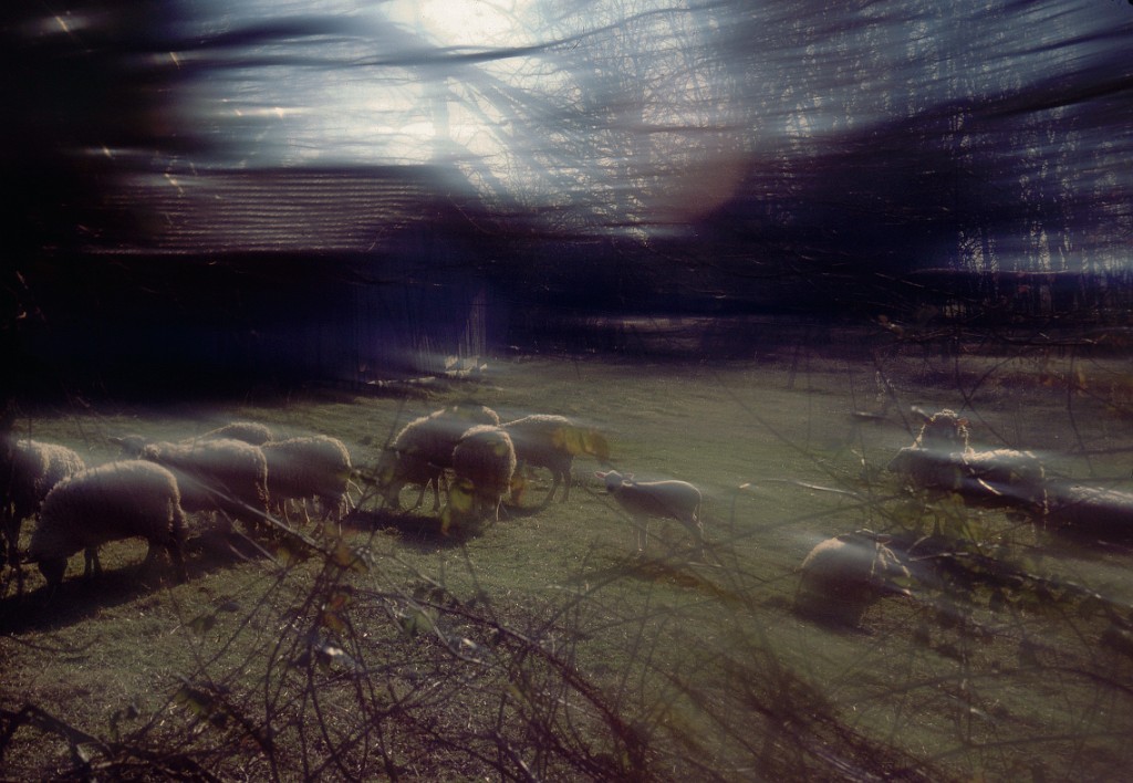 Parc baleau moutons 4