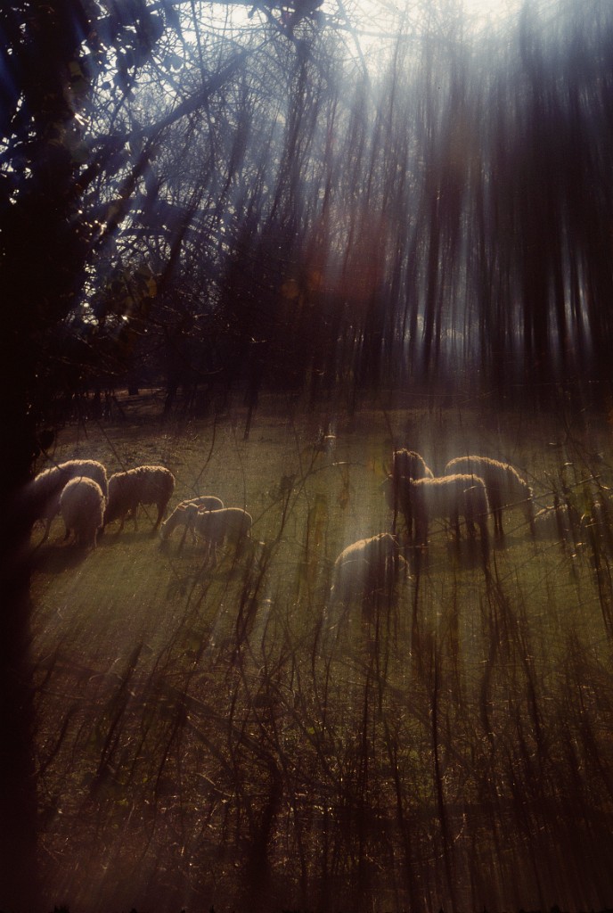 Parc baleau moutons 6