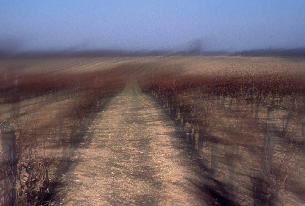 Vignes floues 1
