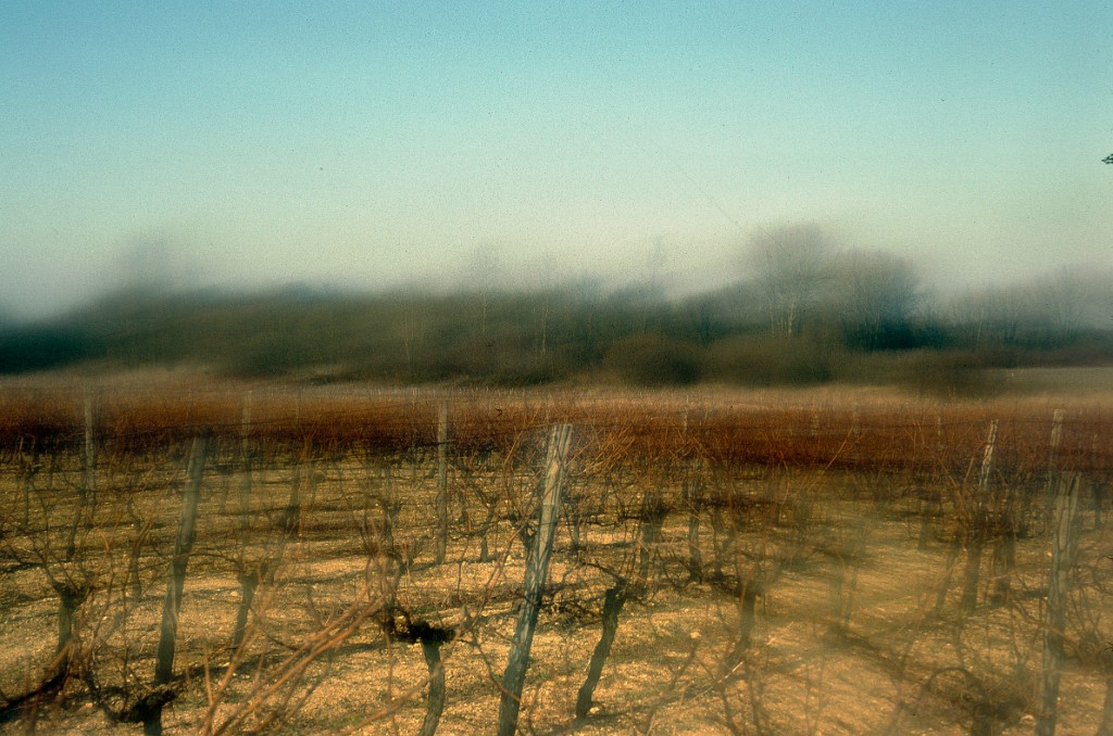 Vignes floues 3