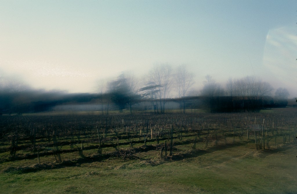 Vignes floues 4