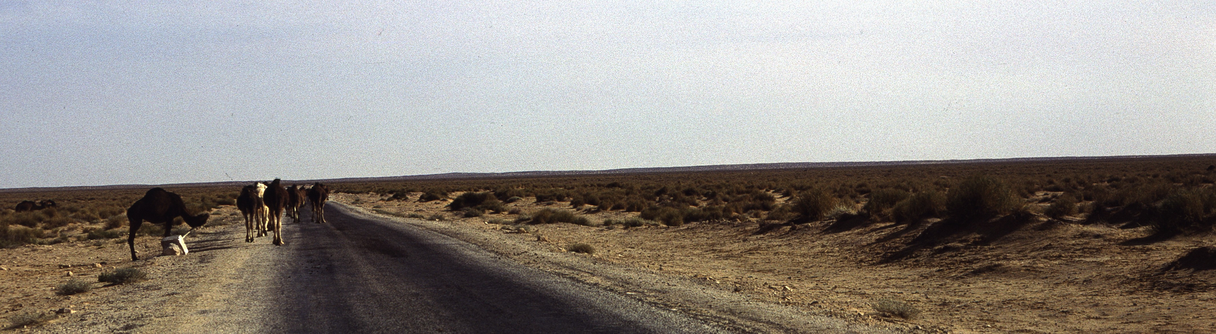 Sahara 19 1980