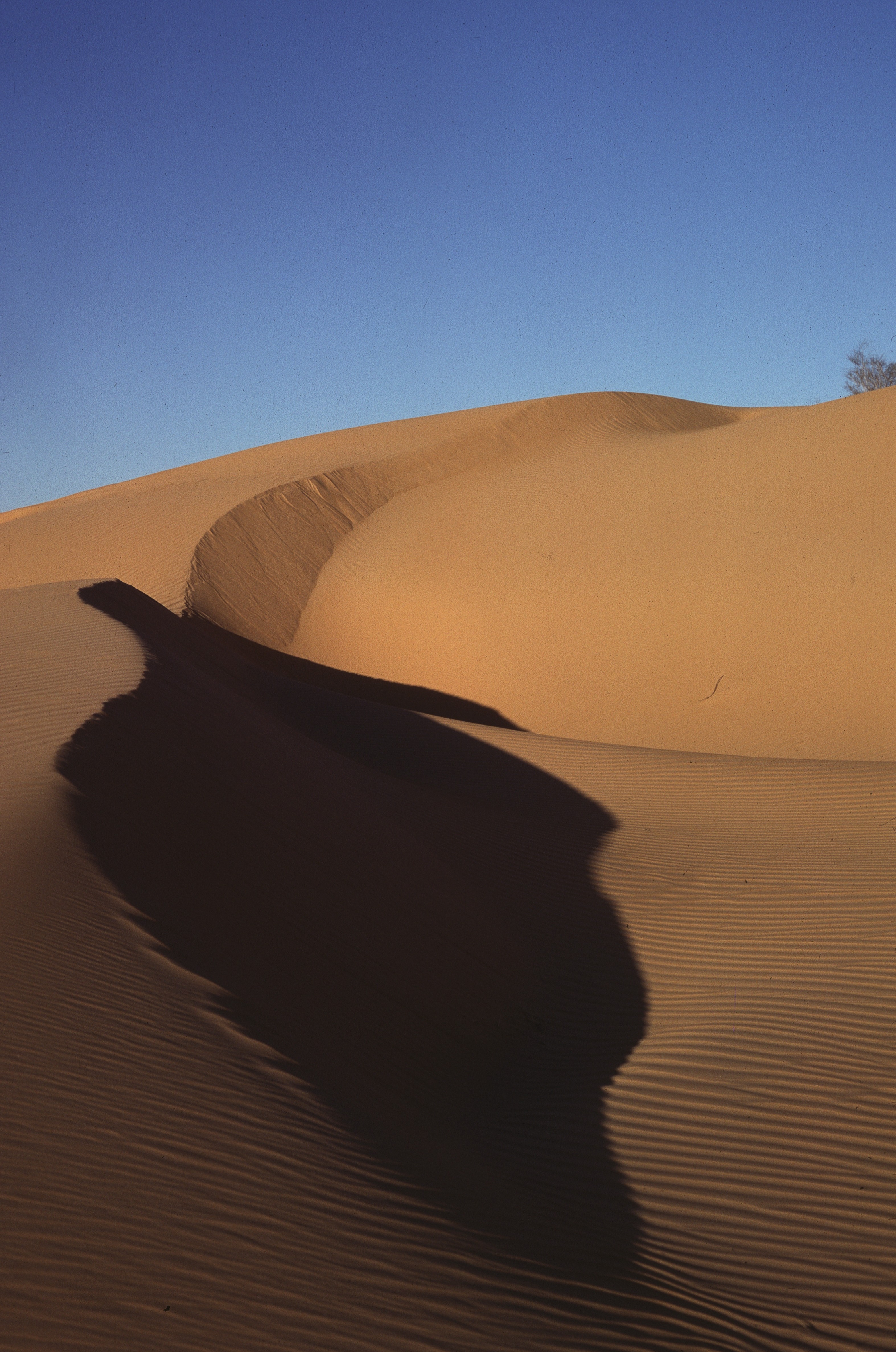 Sahara 6 1981