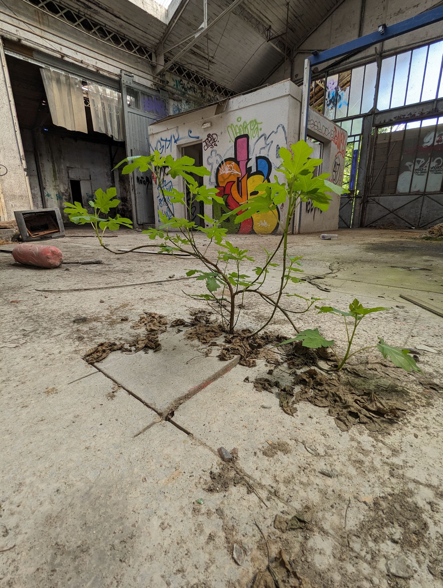 PXL 20240408 111259279